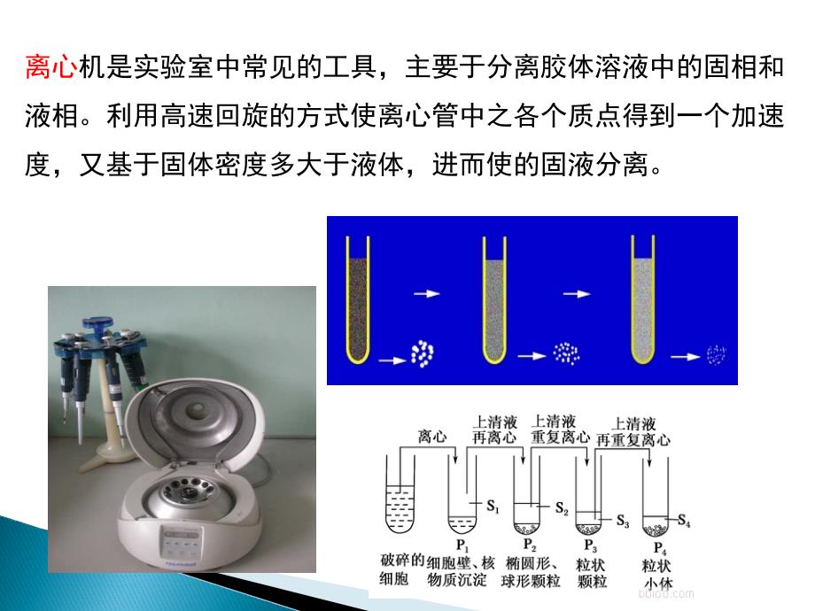 3.1细胞膜——系统的边界_第5页