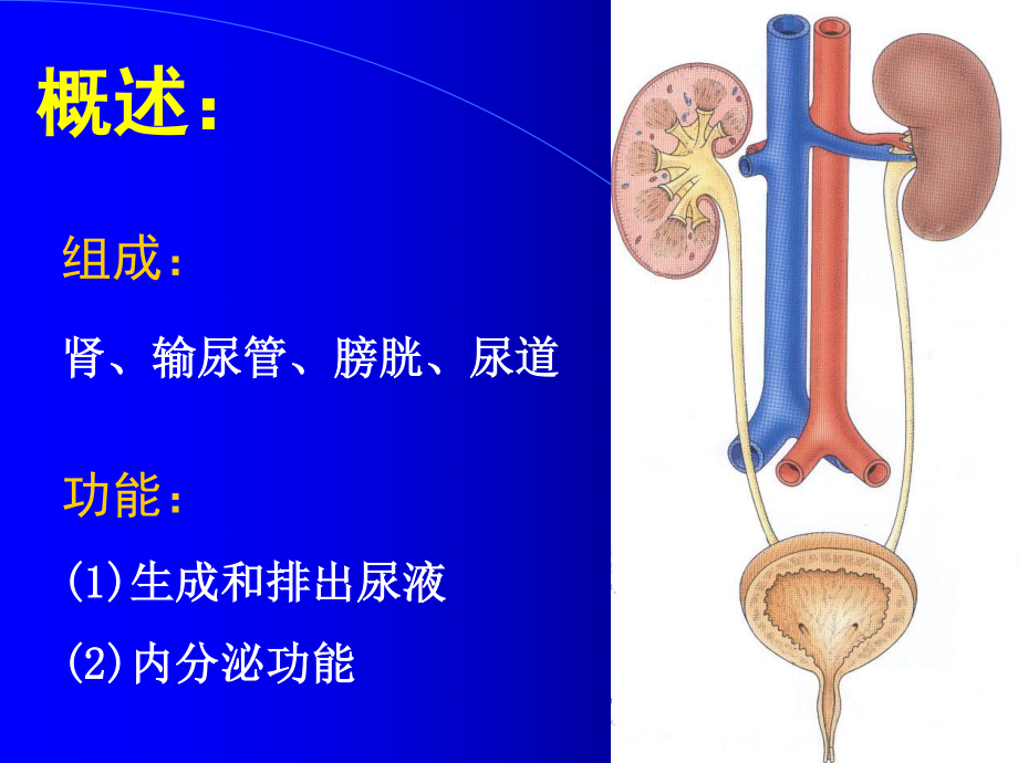 病理学--泌尿系统疾病_第2页