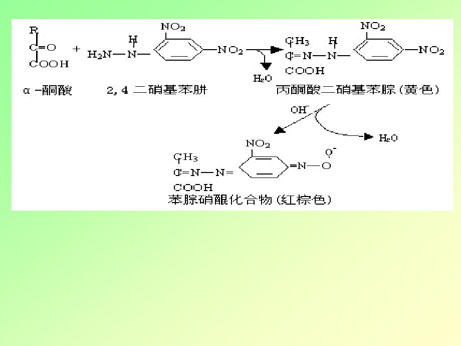 转氨酶实验前讨论_第4页