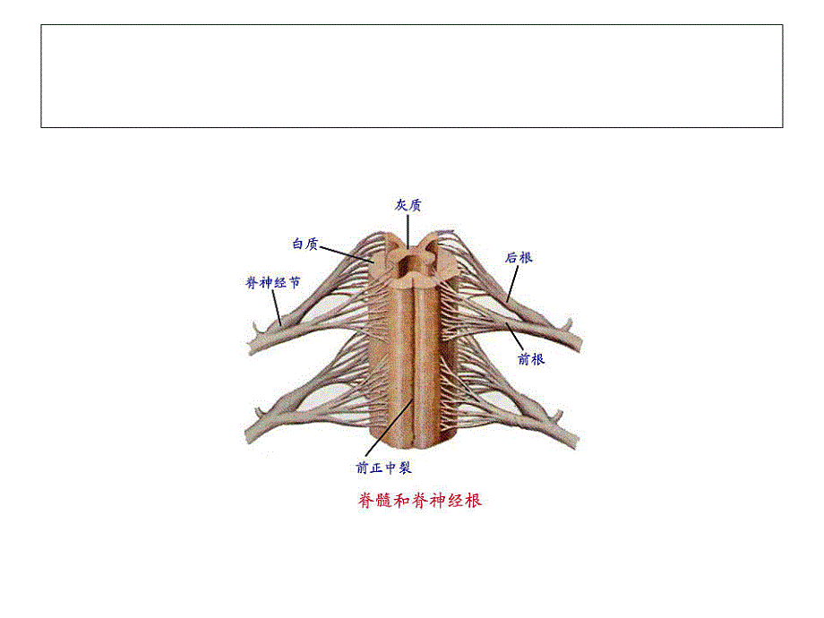 神经系统解剖_第4页