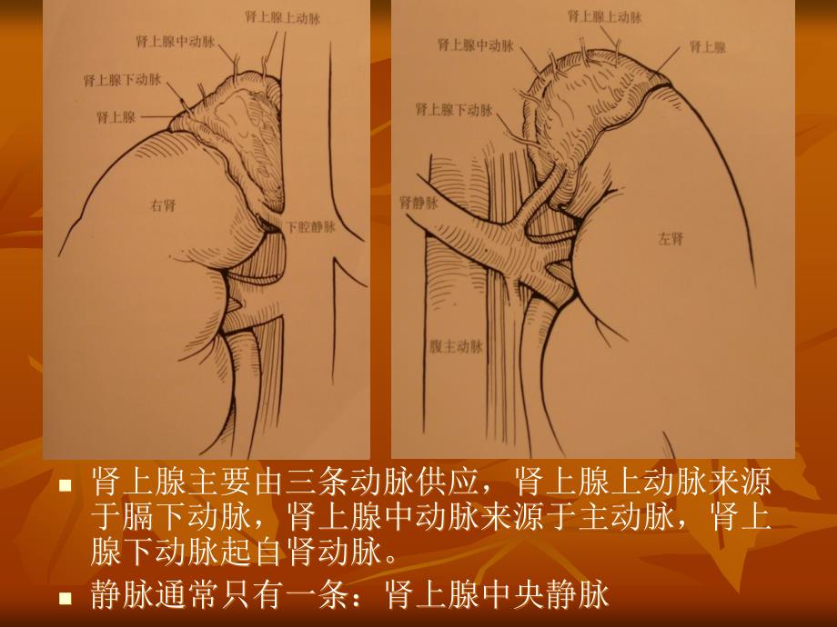 腹腔镜下肾上腺切除_第4页