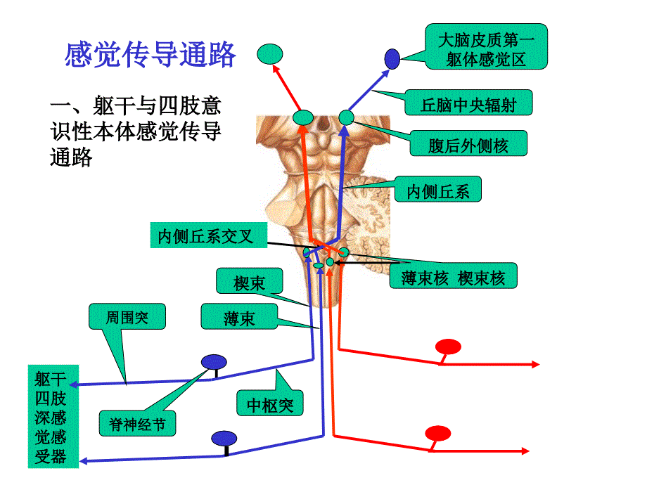 神经系统的传导通路课件_第2页