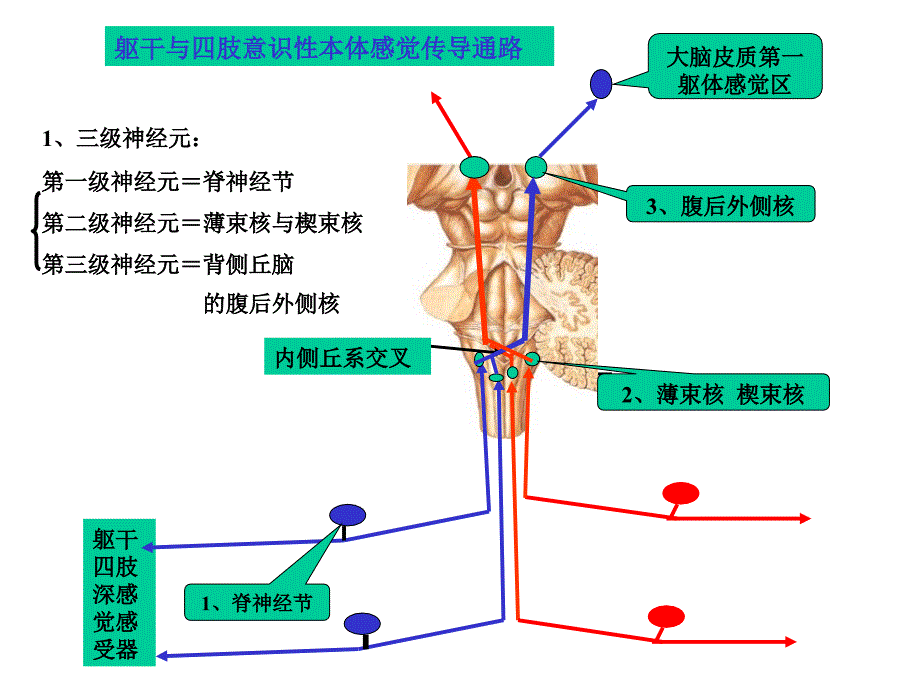 神经系统的传导通路课件_第3页