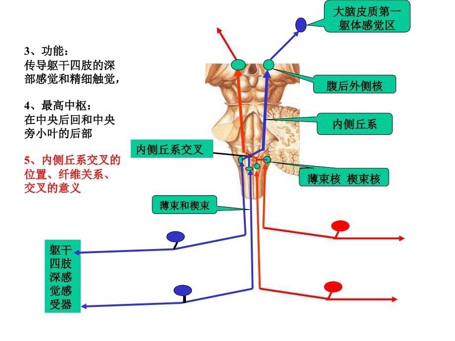 神经系统的传导通路课件_第5页