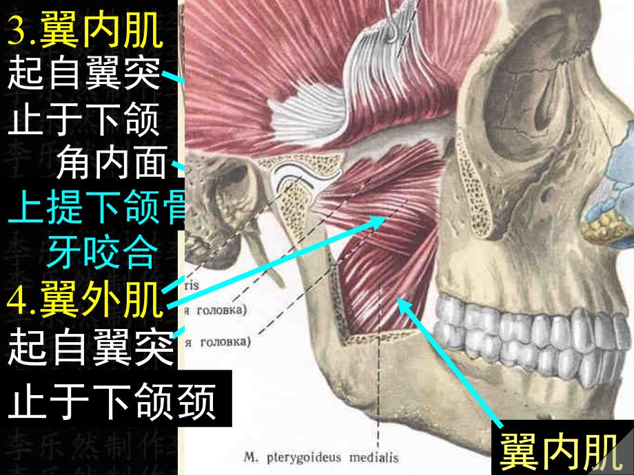 15头颈肌ppt课件_第4页