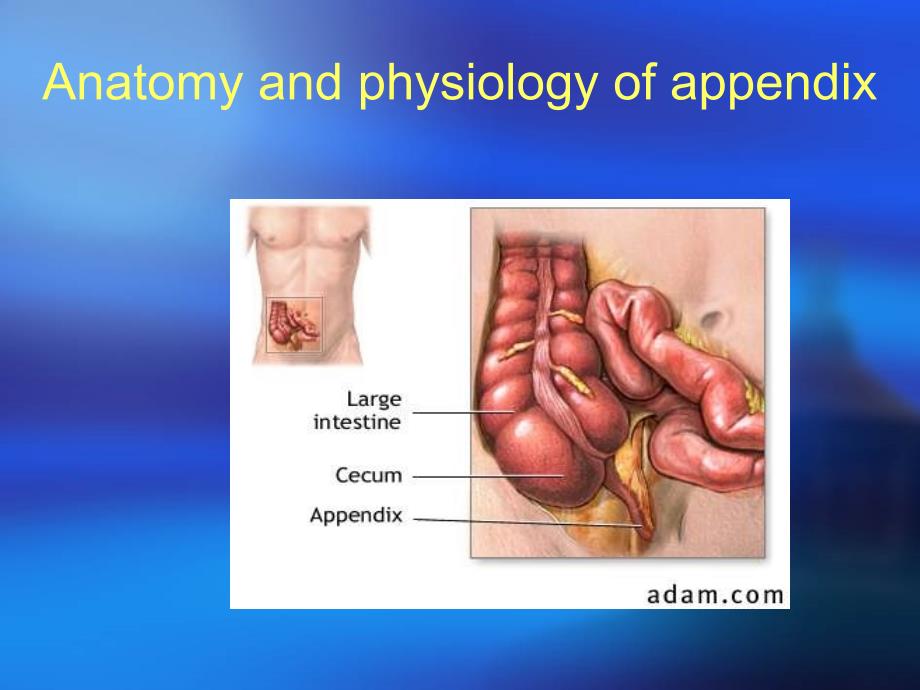 阑尾炎病理课件_第4页