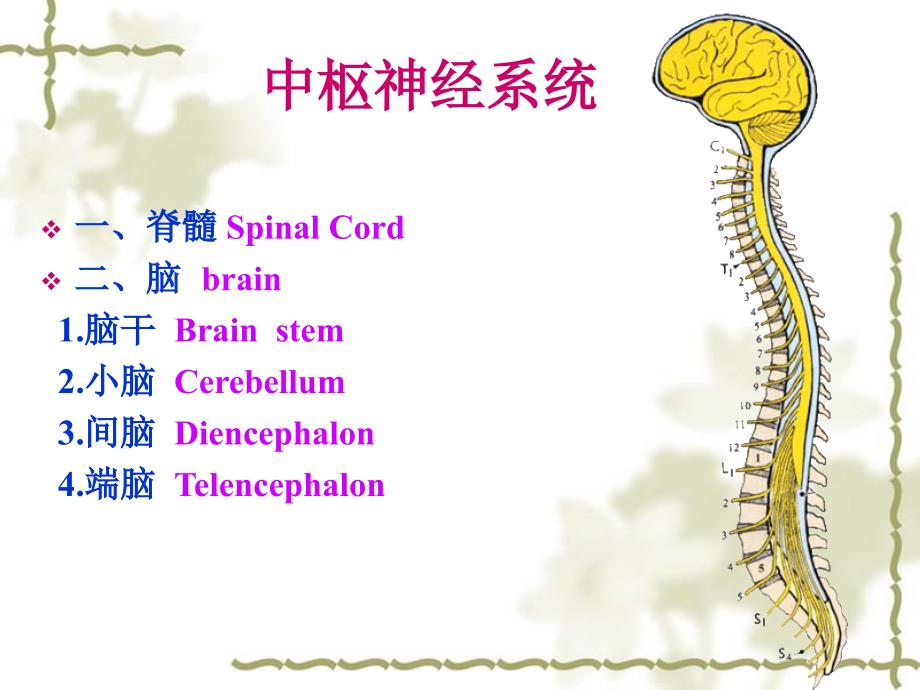 脊髓人体解剖学课件_第3页
