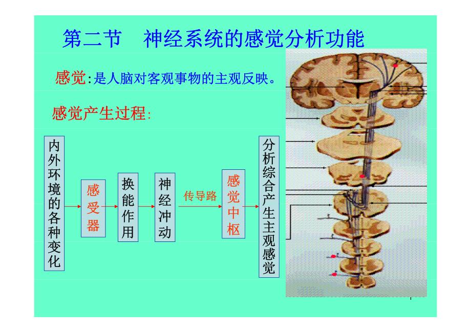 神经系统的感觉分析功能培训教材_第1页