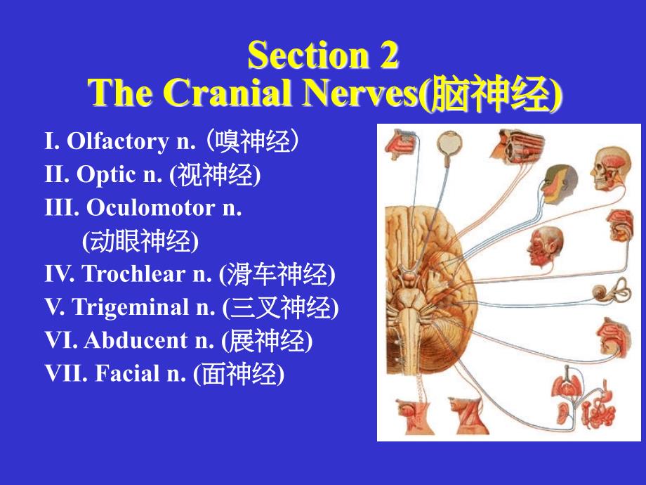 脑神经系统课件_第1页