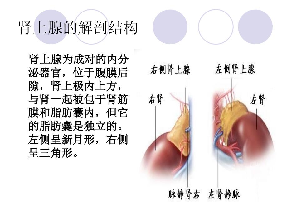 腹腔镜肾上腺肿瘤切除术_第3页