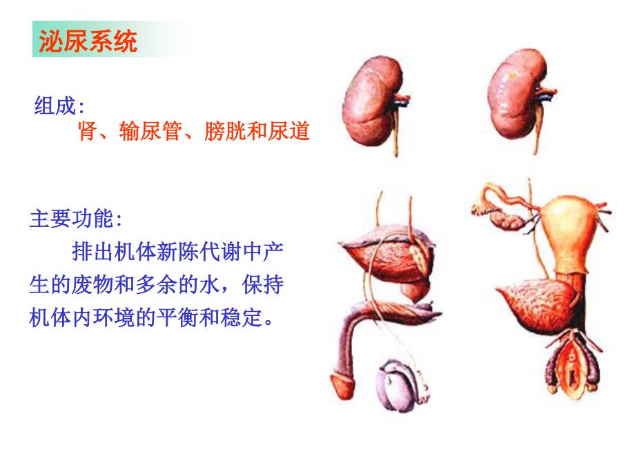 泌尿生殖系统人体解剖学课件_第2页