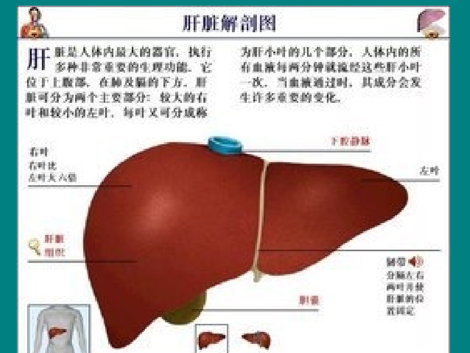 肝胆疾病的外科治疗_第3页