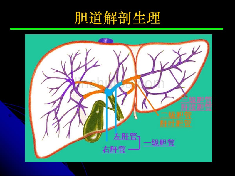 胆道疾病病人护理课件_第4页