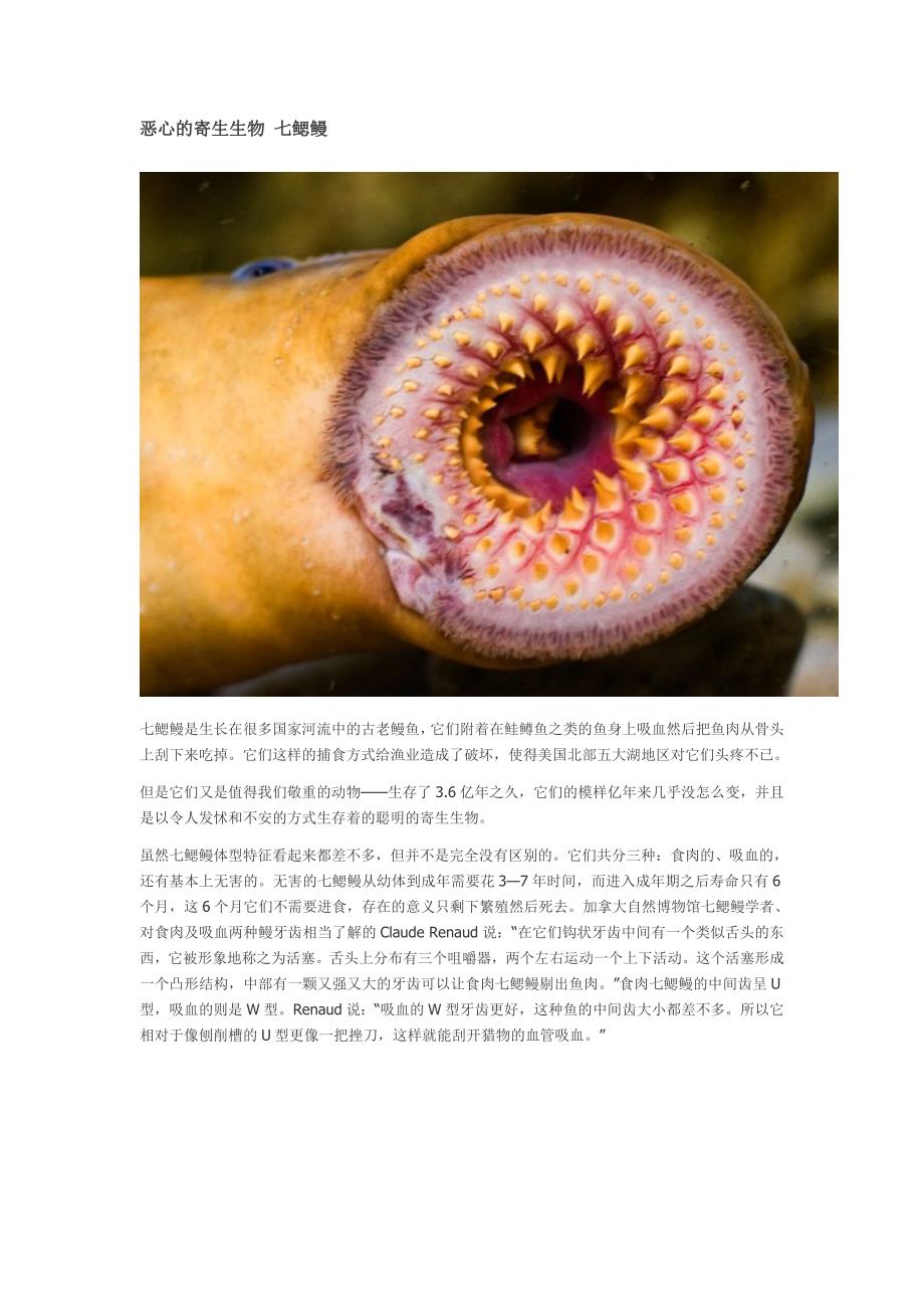 恶心的寄生生物 七鳃鳗_第1页