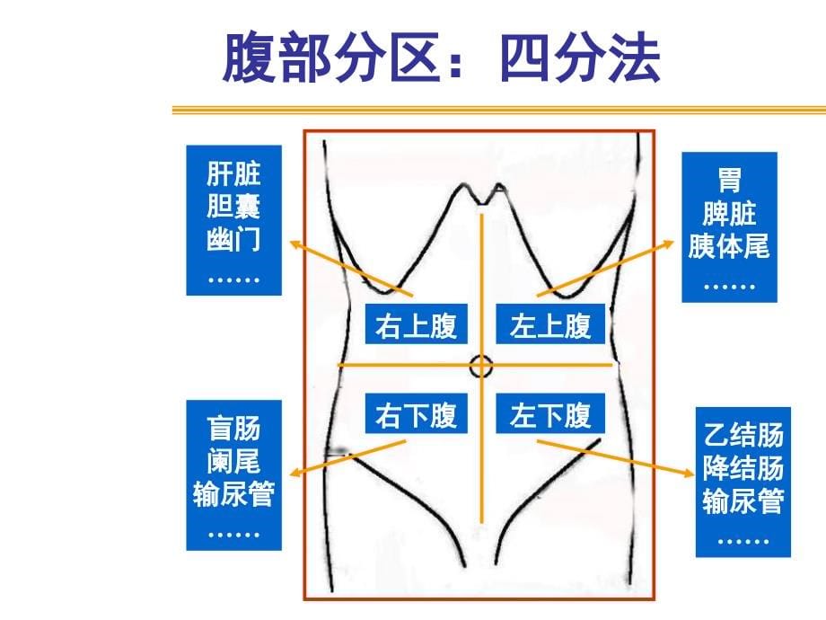 腹部体检课件_第5页