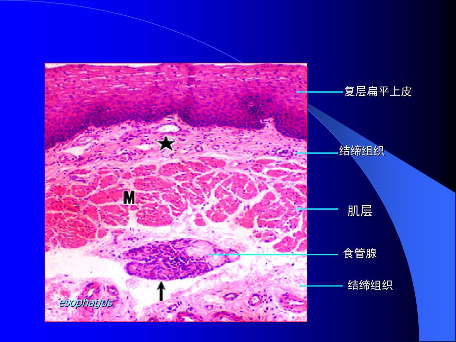 结缔组织医学课件_第2页