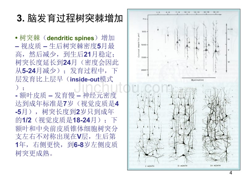 认知发育和脑老化_第4页