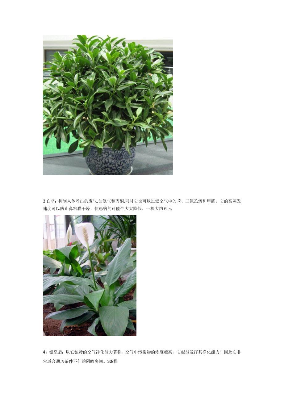 适合在室内种植的花卉介绍_第2页