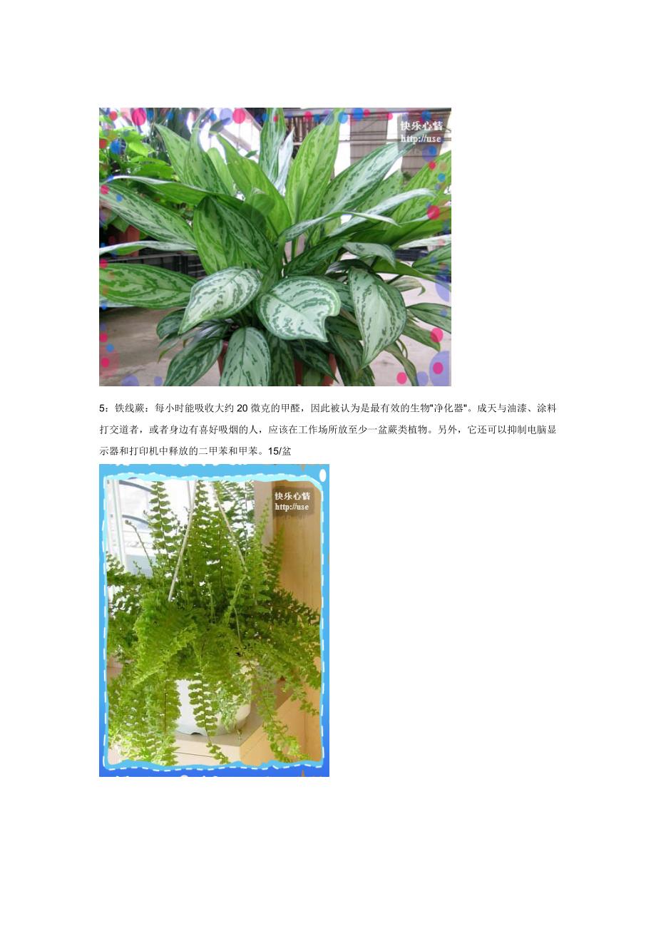 适合在室内种植的花卉介绍_第3页