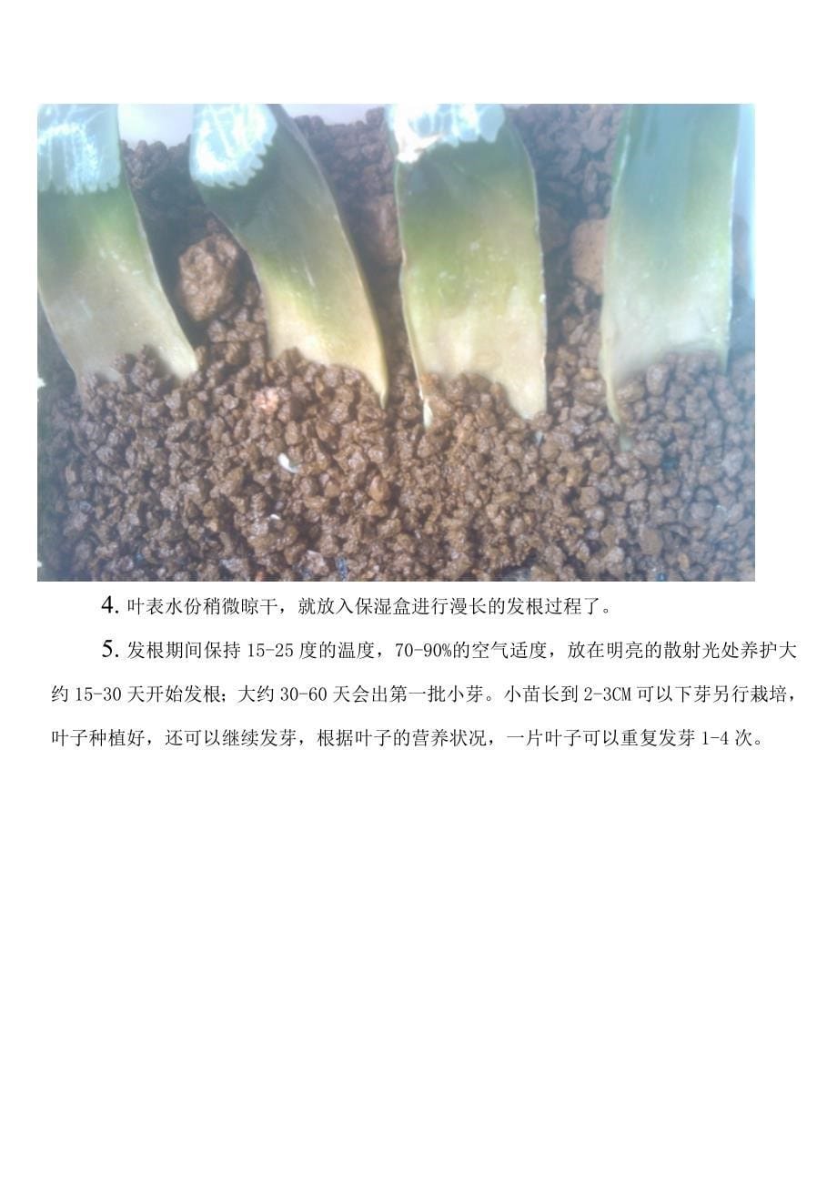 多肉植物12卷-寿叶插繁殖_第5页