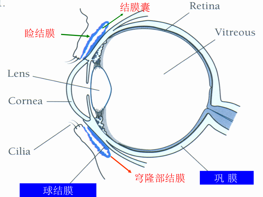 结膜疾病医学课件_第4页