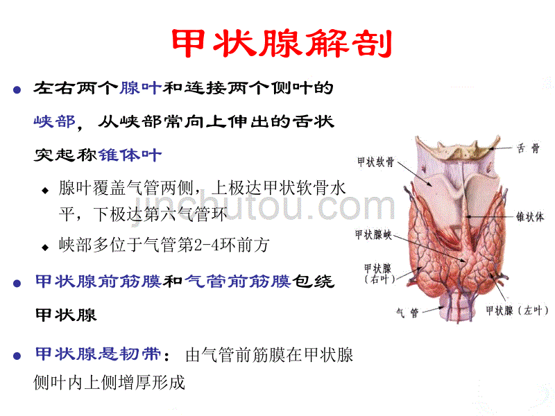 甲状腺肿瘤及治疗精品课件 专家整理 60页全套_第3页