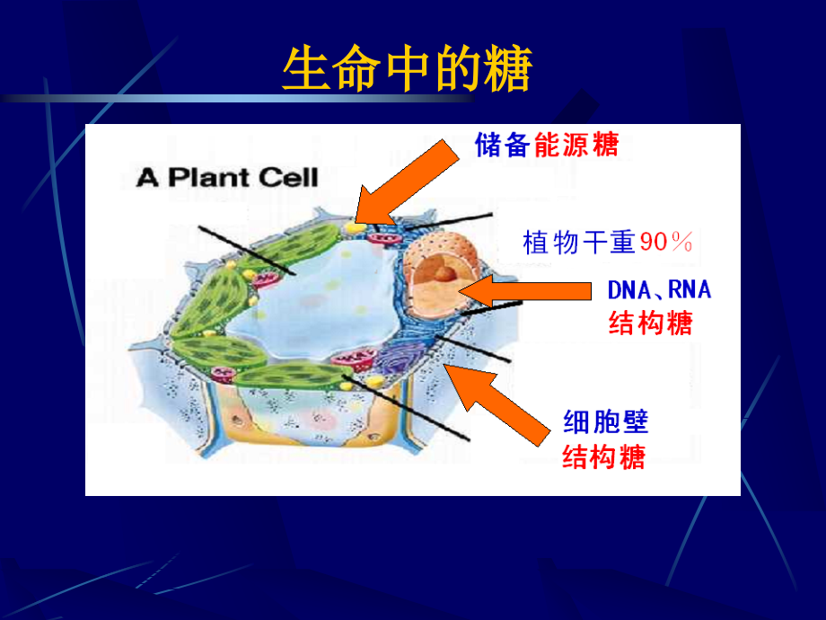 糖类分解代谢课件_第4页