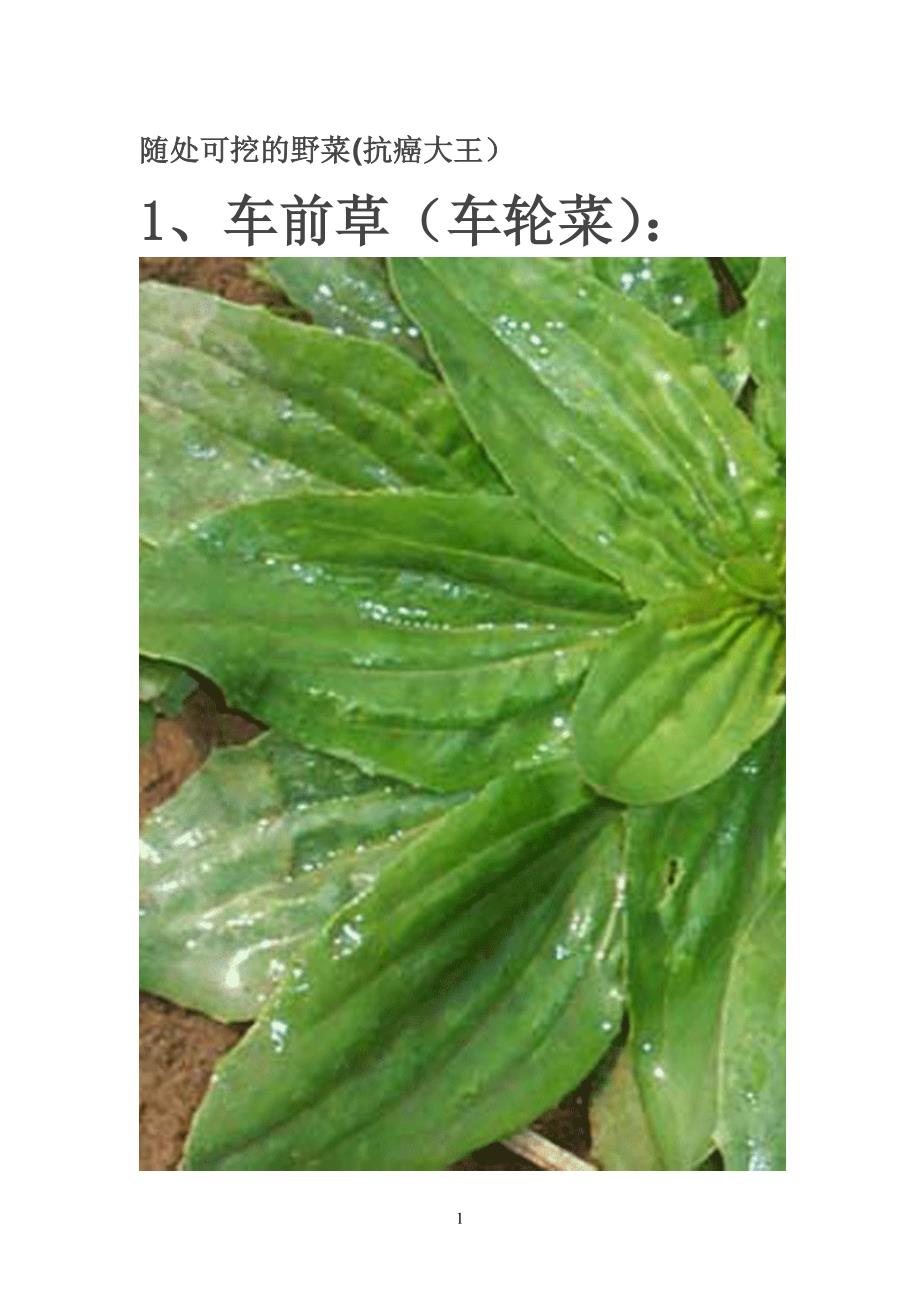 随处可挖的野菜 (抗癌大王)_第1页