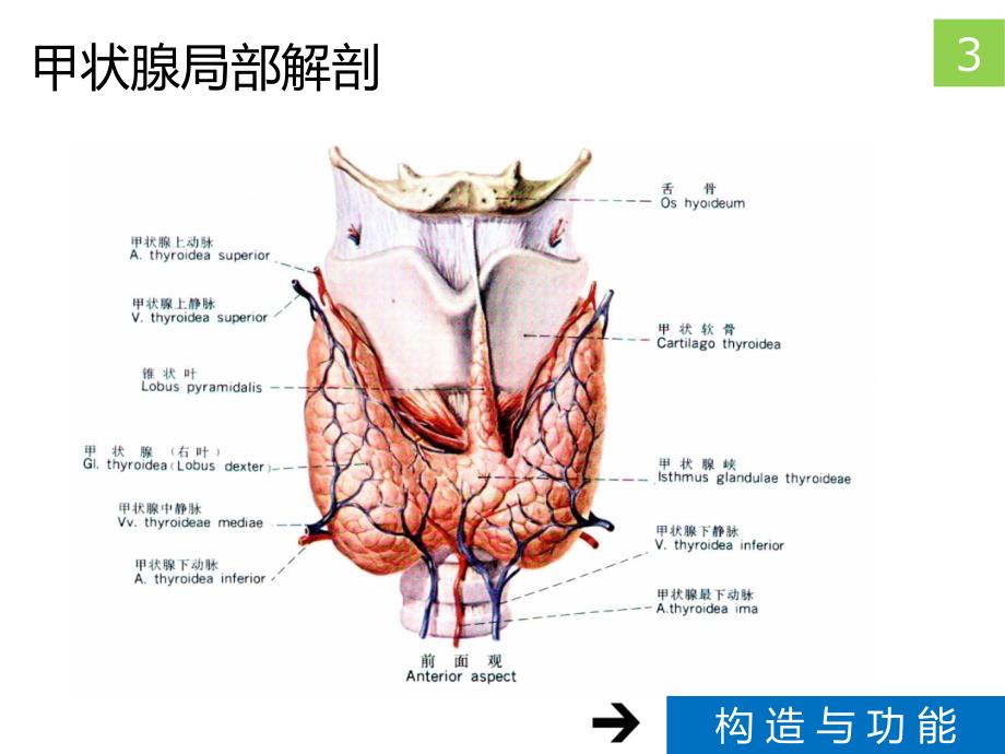 甲状腺疾病与治疗精品医学培训课件 30p_第4页