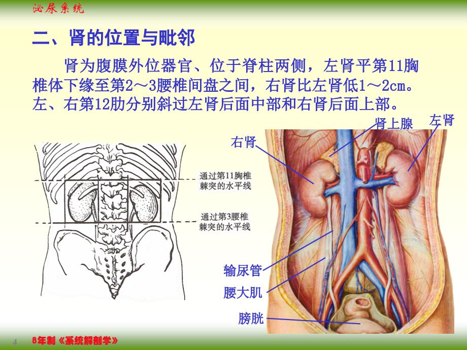 医学课件_核医学泌尿系统_第4页