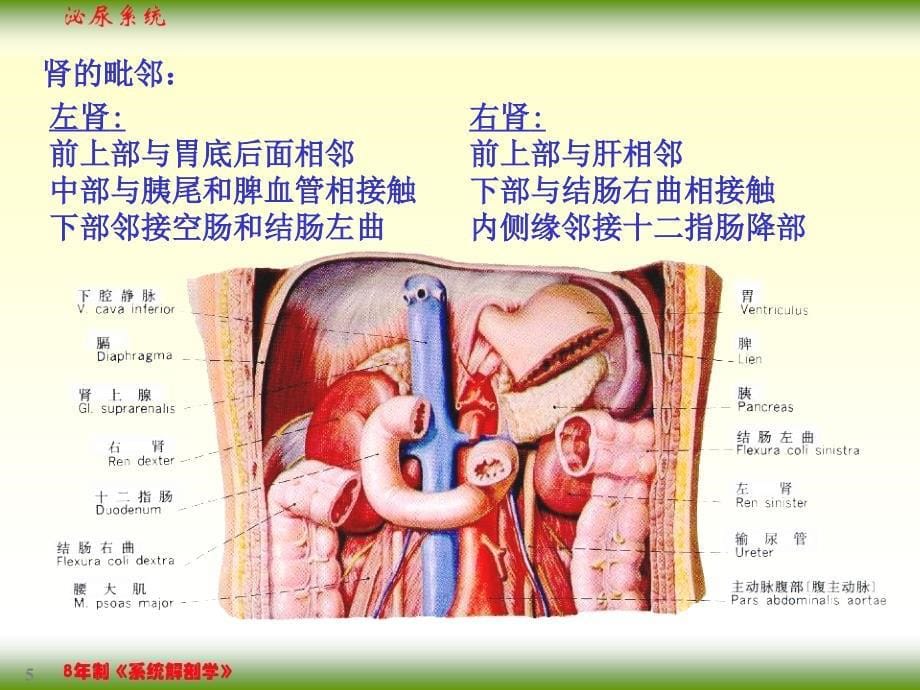 医学课件_核医学泌尿系统_第5页