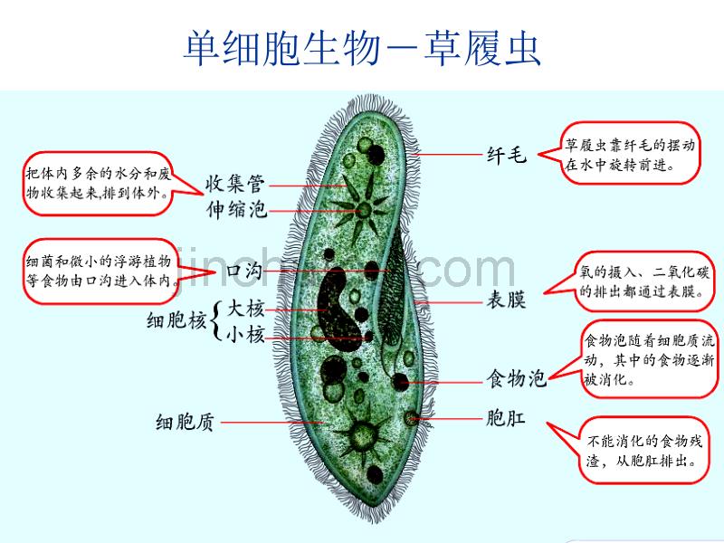 生物学③必修1.1《细胞生活的环境》PPT课件_第4页