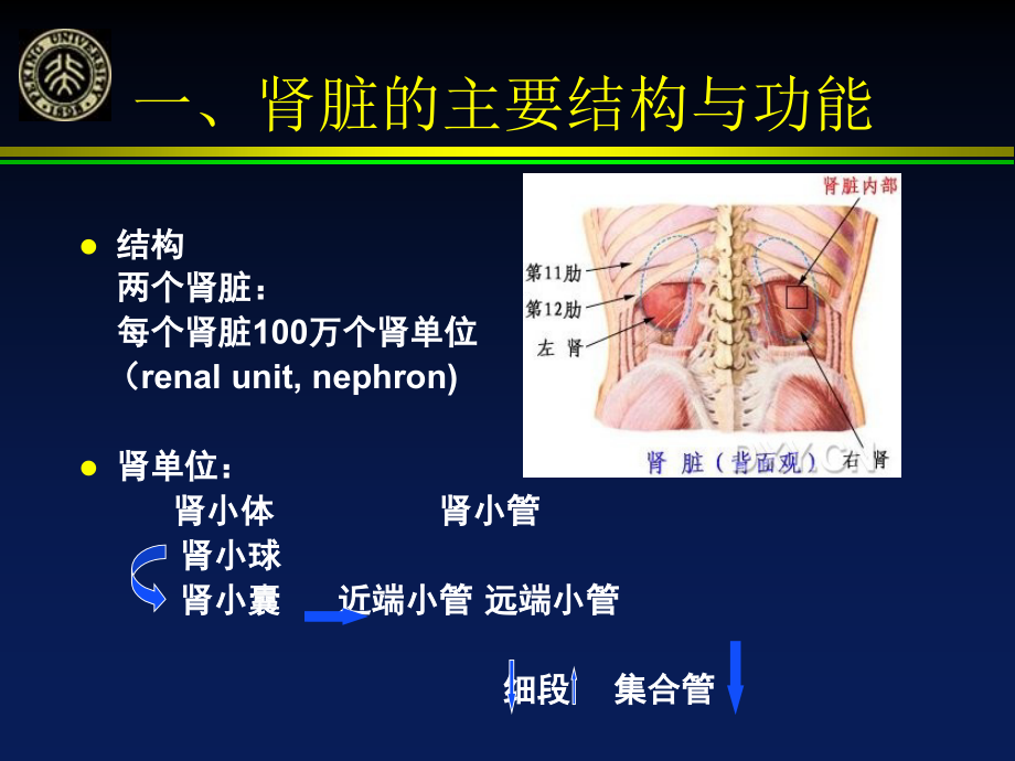 总论以及肾小球疾病课件_第3页