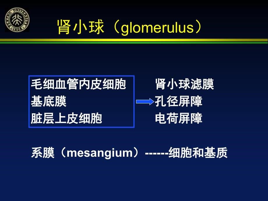 总论以及肾小球疾病课件_第5页