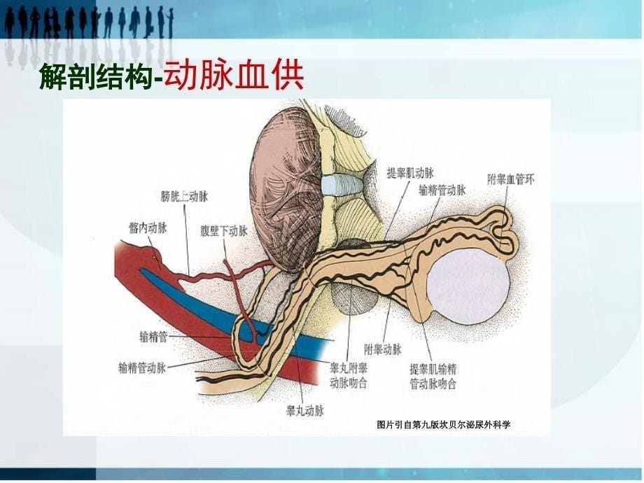 精索静脉曲张诊断治疗及护理  课件_第5页