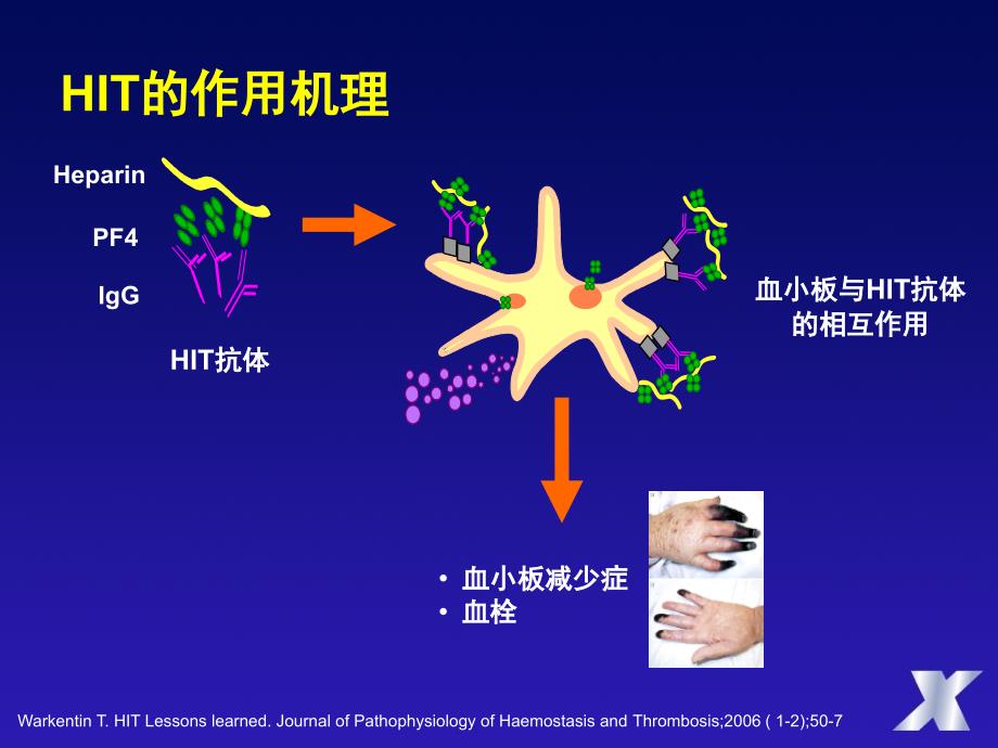 安卓科室会2010-机理以及用法用量_第3页