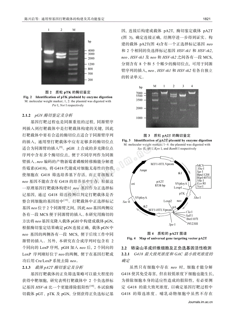 通用型基因打靶载体的构建及其功能鉴定_第4页