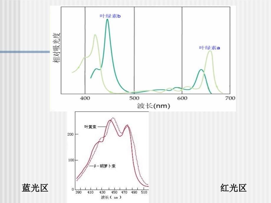 植物叶绿体色素含量的测定_第5页