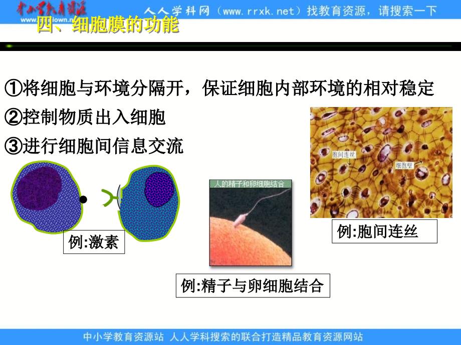 新人教版生物(必修1)3.1《细胞膜──系统的边界》课件_第4页