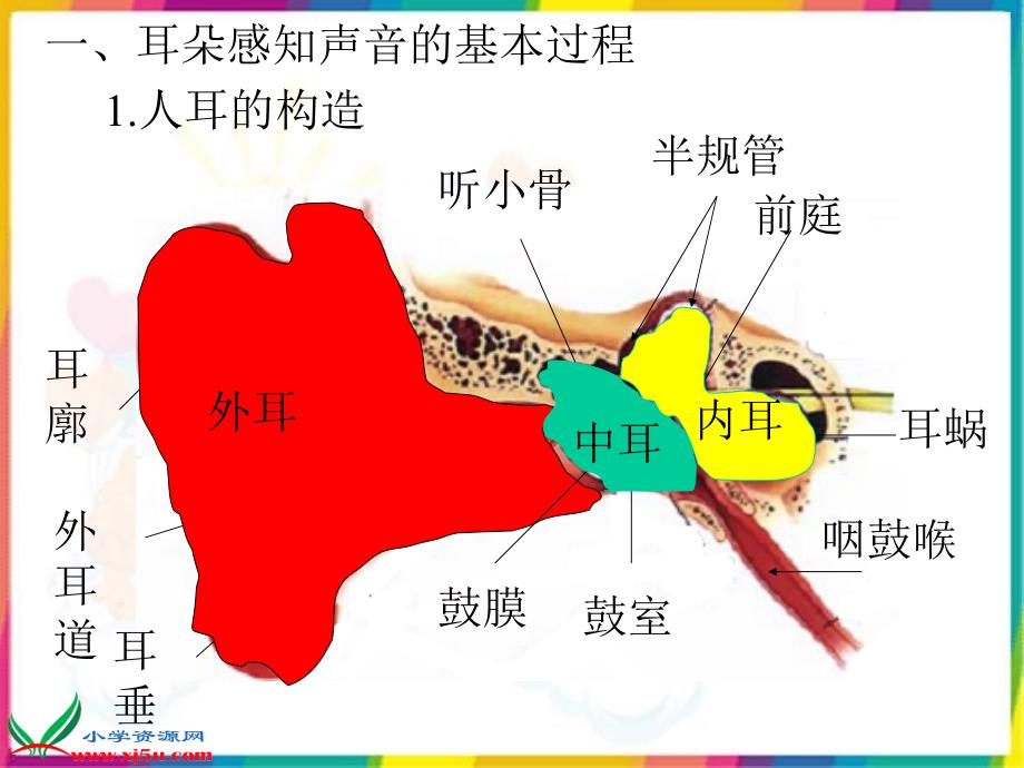 苏教版小学科学四年级上册《我们是怎样听到声音的》课件_第4页