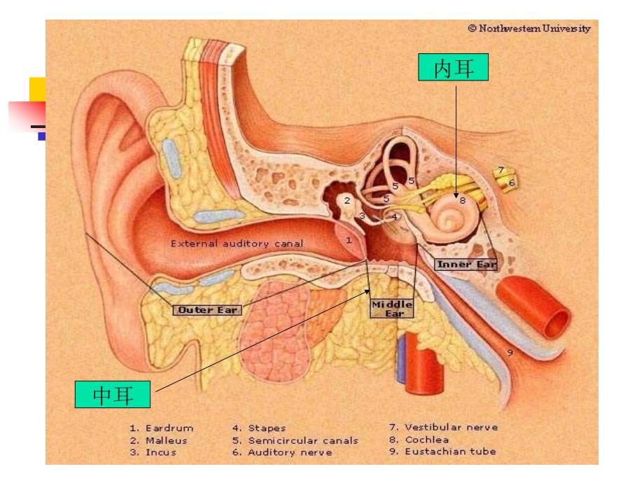 教科版四上科学《保护我们的听力》ppt_第3页