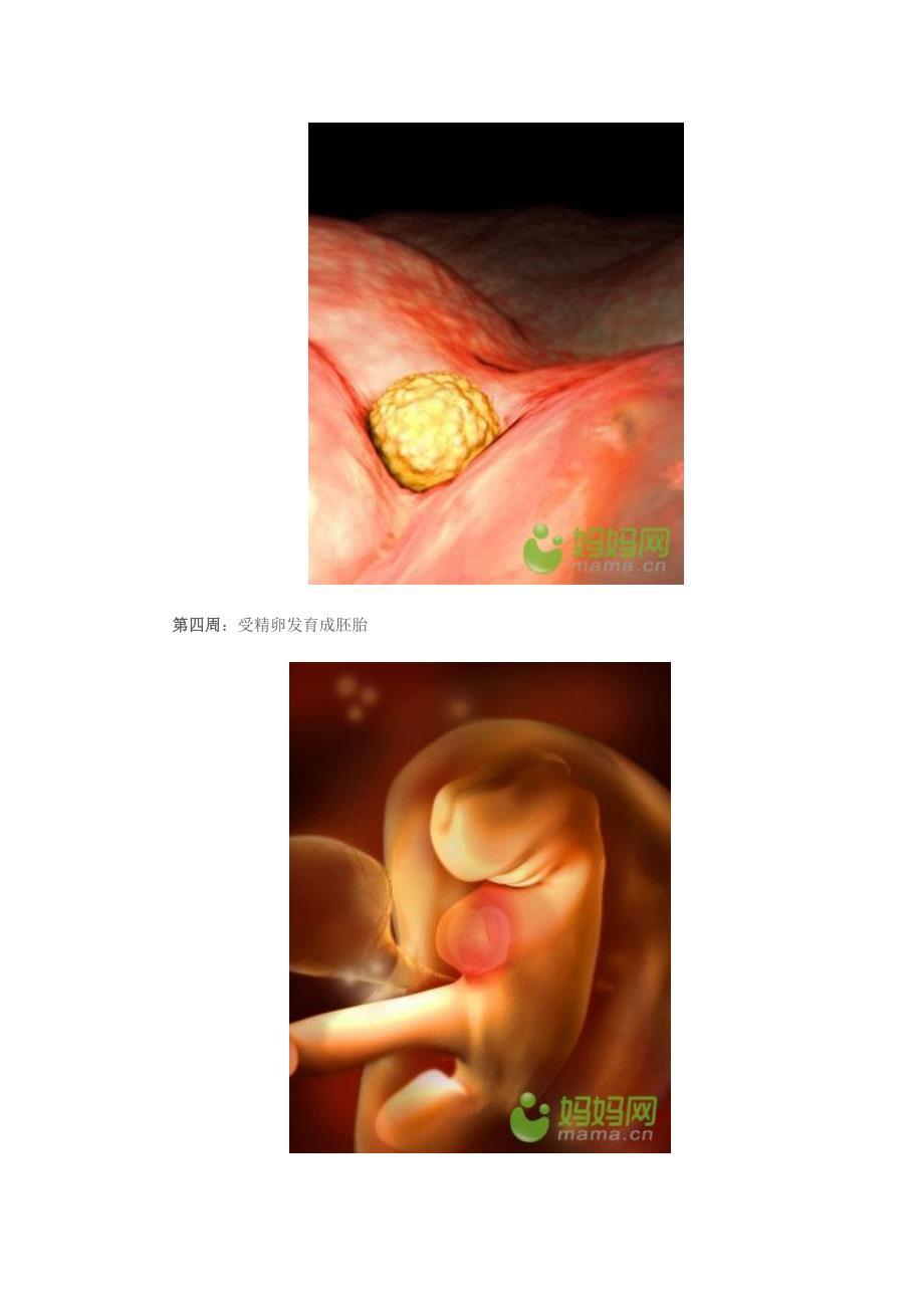 超齐全的胎儿每周发育3d图_第4页