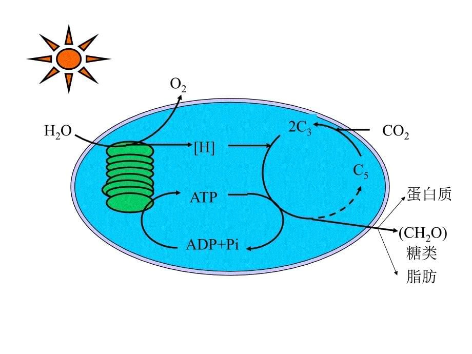 光合作用过程08581_第5页