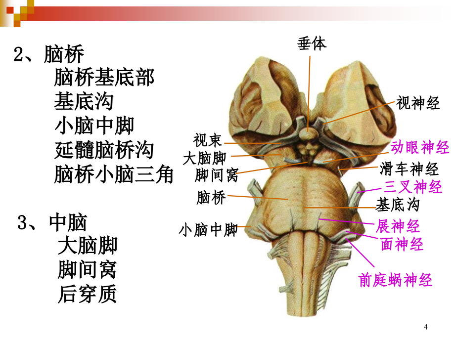 解剖学原理之脑干ppt课件_第4页
