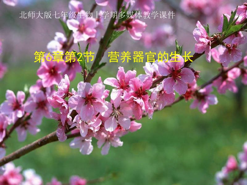 北师大版七年级生物营养器官的生长_第1页