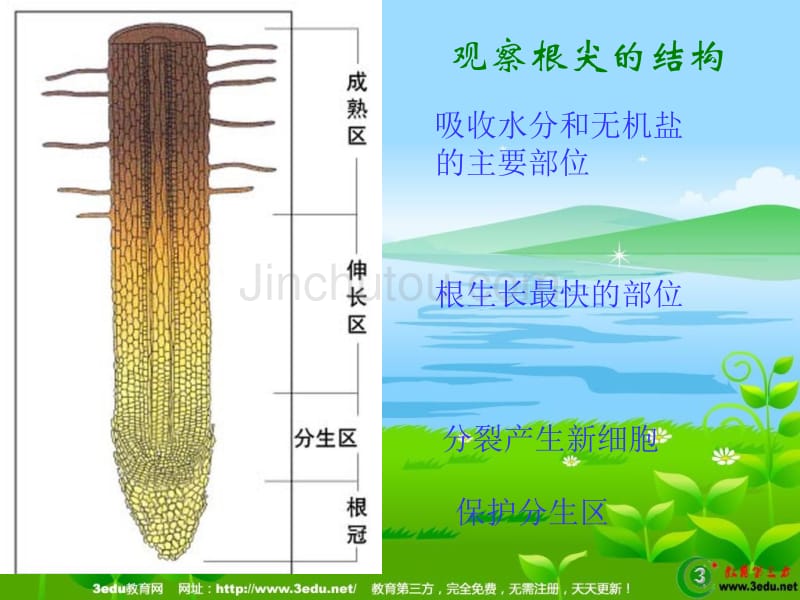 北师大版七年级生物营养器官的生长_第5页