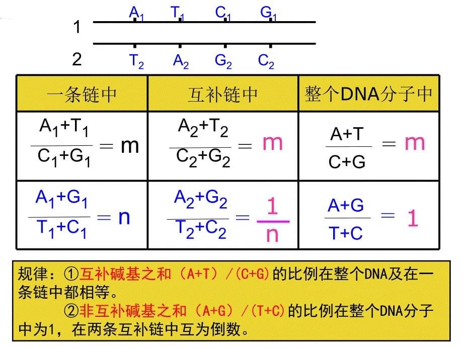 dna的复制_第5页