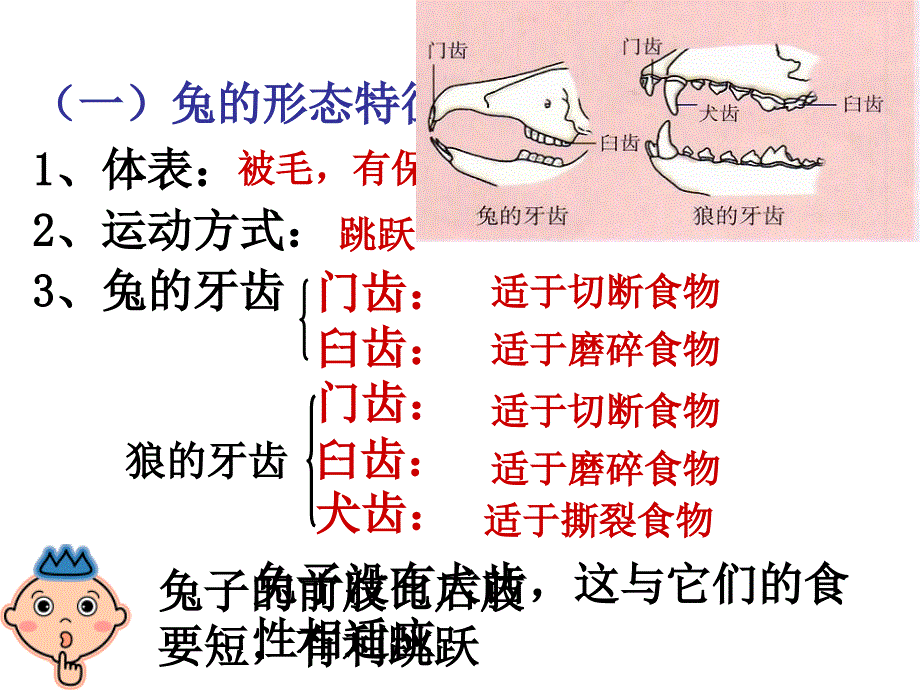 陆地生活的动物 (第三课时)_第3页