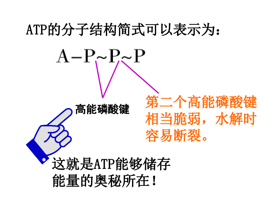 降低化学反应的酶_第4页