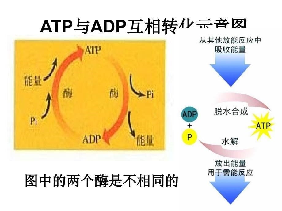 降低化学反应的酶_第5页